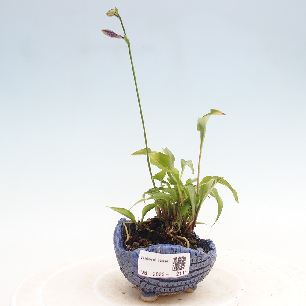 Venkovní bonsai - Mini Hosta - Bohyška