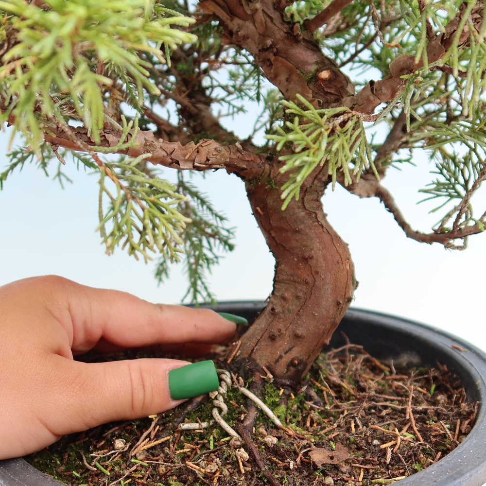 Venkovní bonsai - Juniperus chinensis Itoigawa-Jalovec čínský