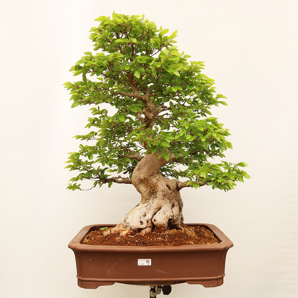 Venkovní bonsai -Carpinus Coreana - Habr korejský