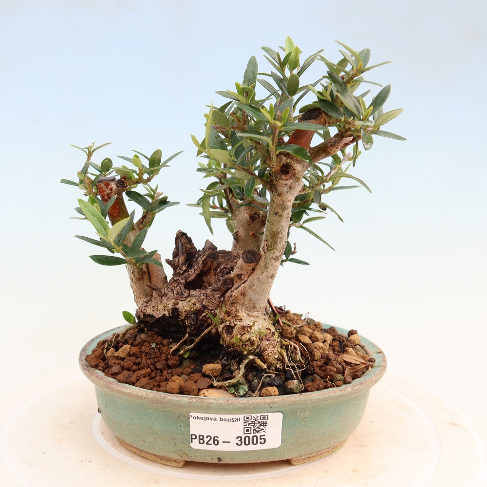 Pokojová bonsai - Olea europaea sylvestris -Oliva evropská drobnolistá