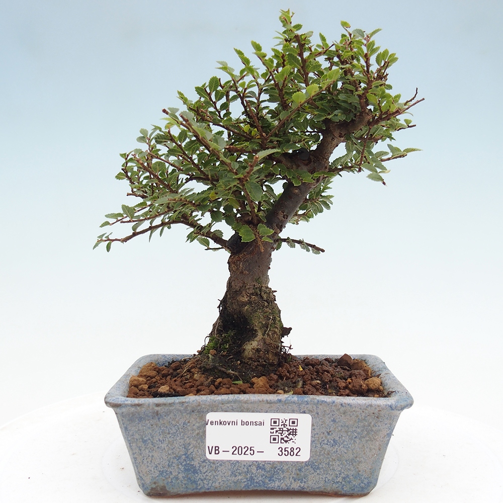 Venkovní bonsai - Ulmus parvifolia Hokkaido - jilm Čínský