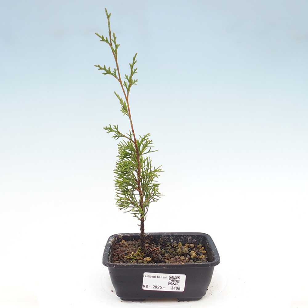 Venkovní bonsai - Juniperus chinensis Itoigawa -Jalovec čínský