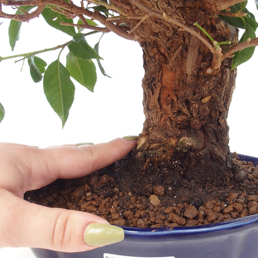 Pokojová bonsai - Bouganwilea