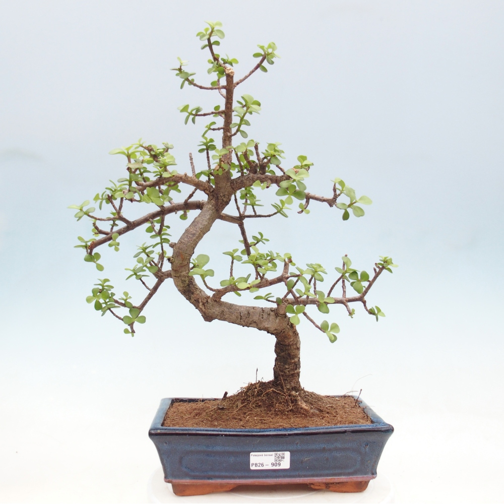 Pokojová bonsai - Portulakaria Afra - Tlustice