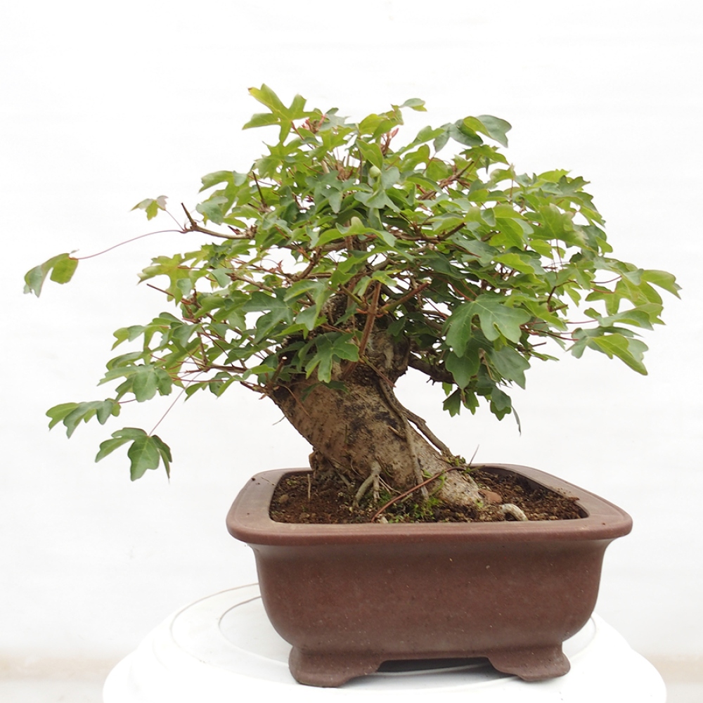 Venkovní bonsai -Javor babyka - Acer campestre