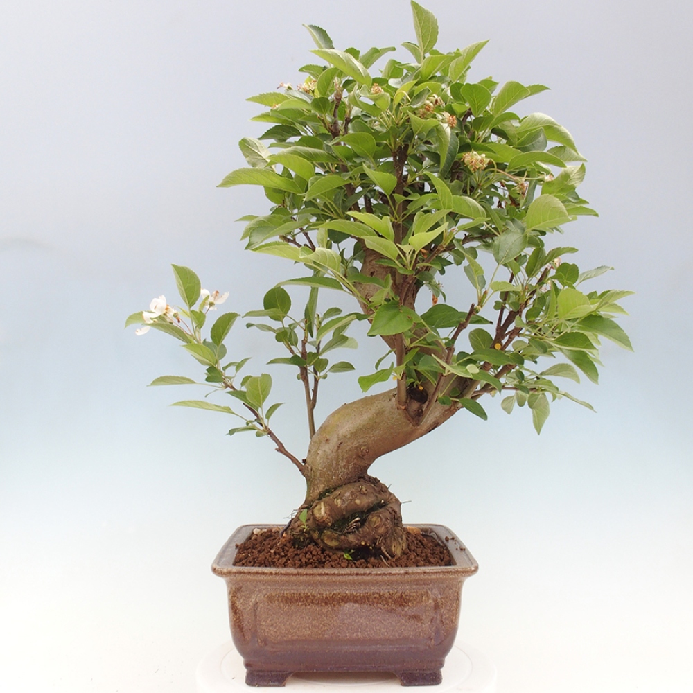 Venkovní bonsai -Malus halliana - Maloplodá jabloň