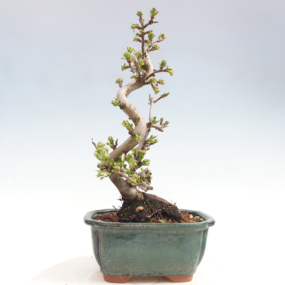 Venkovní bonsai - Malus sargentii -  Maloplodá jabloň