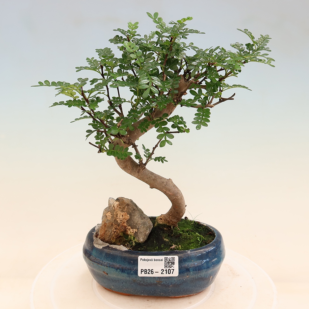Pokojová bonsai - Zantoxylum piperitum - Pepřovník