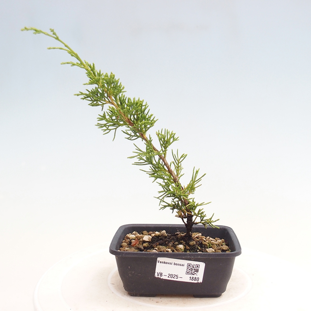 Venkovní bonsai - Juniperus chinensis Itoigawa -Jalovec čínský