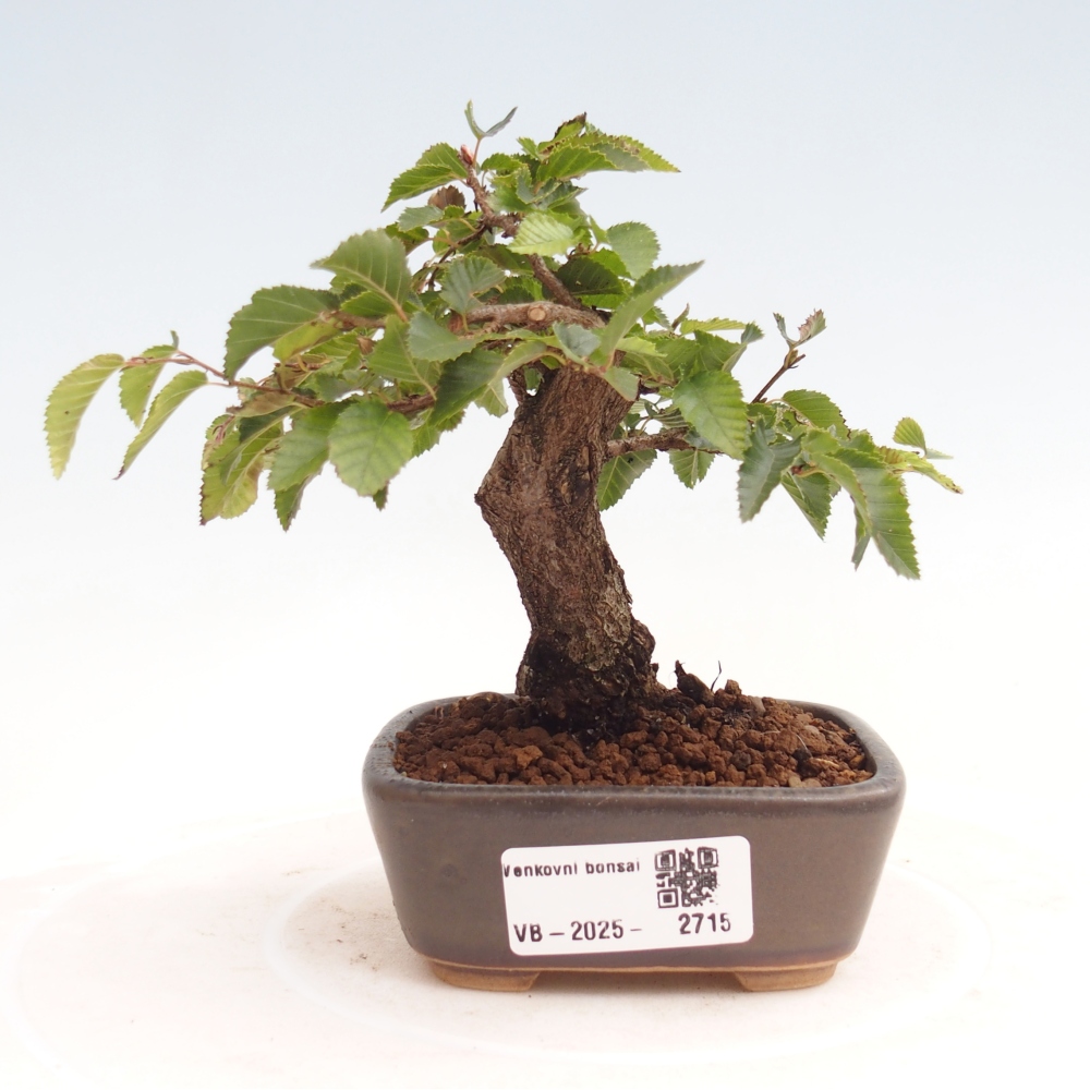 Venkovní bonsai -Carpinus CARPINOIDES - Habr korejský