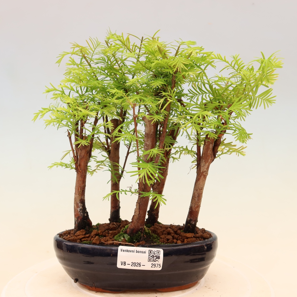 Venkovní bonsai - Metasequoia glyptostroboides - Metasekvoje čínská - lesík