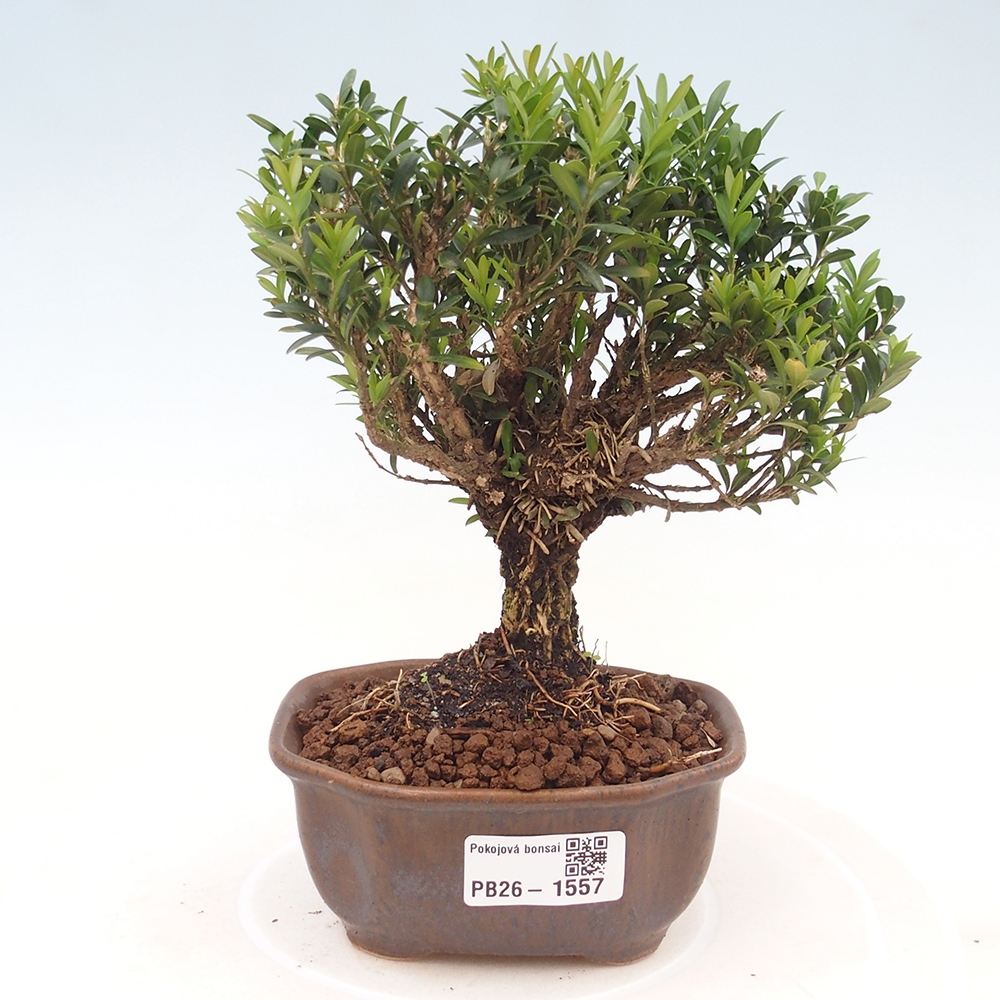 Pokojová bonsai - Buxus harlandii -korkový buxus