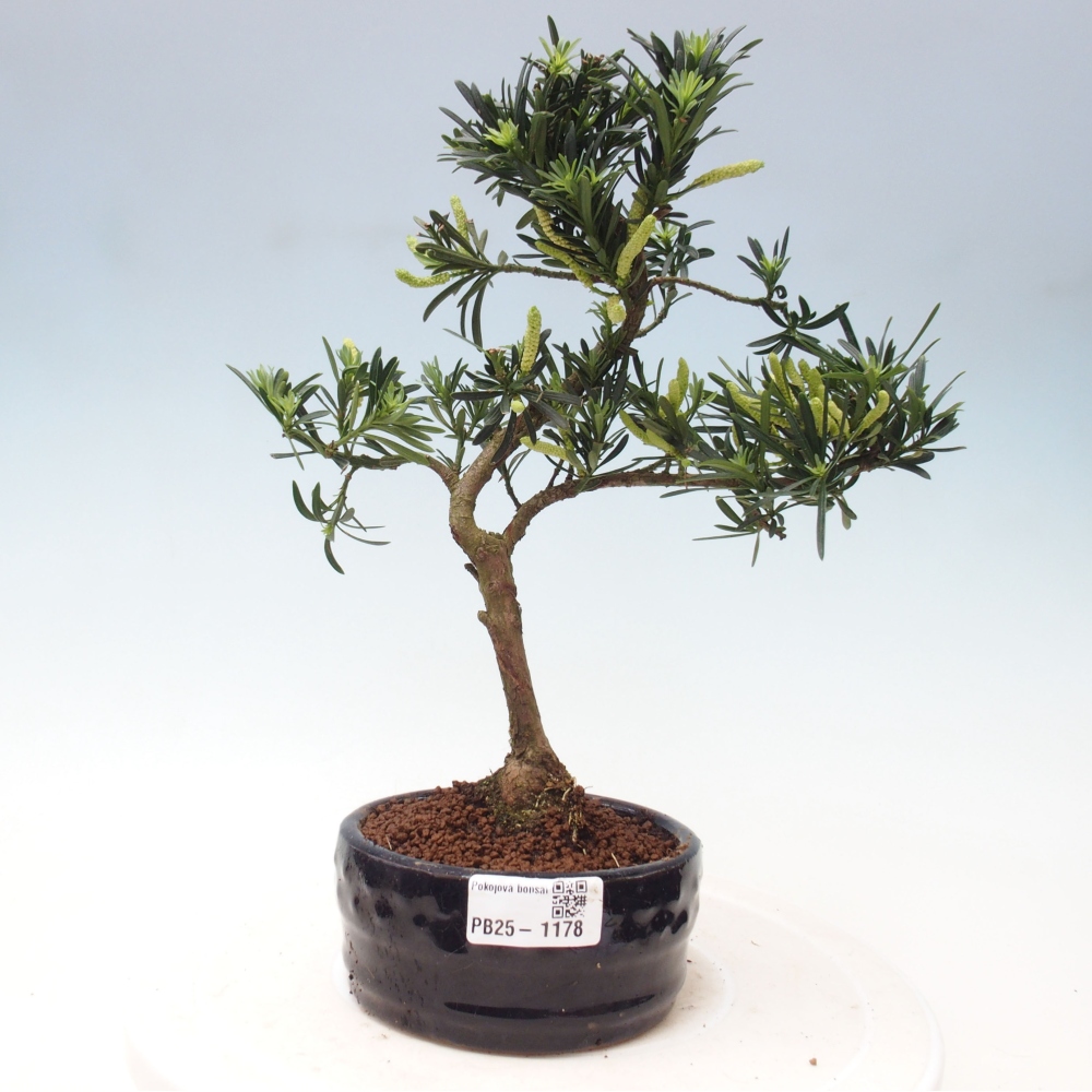 Pokojová bonsai - Podocarpus - Kamenný tis