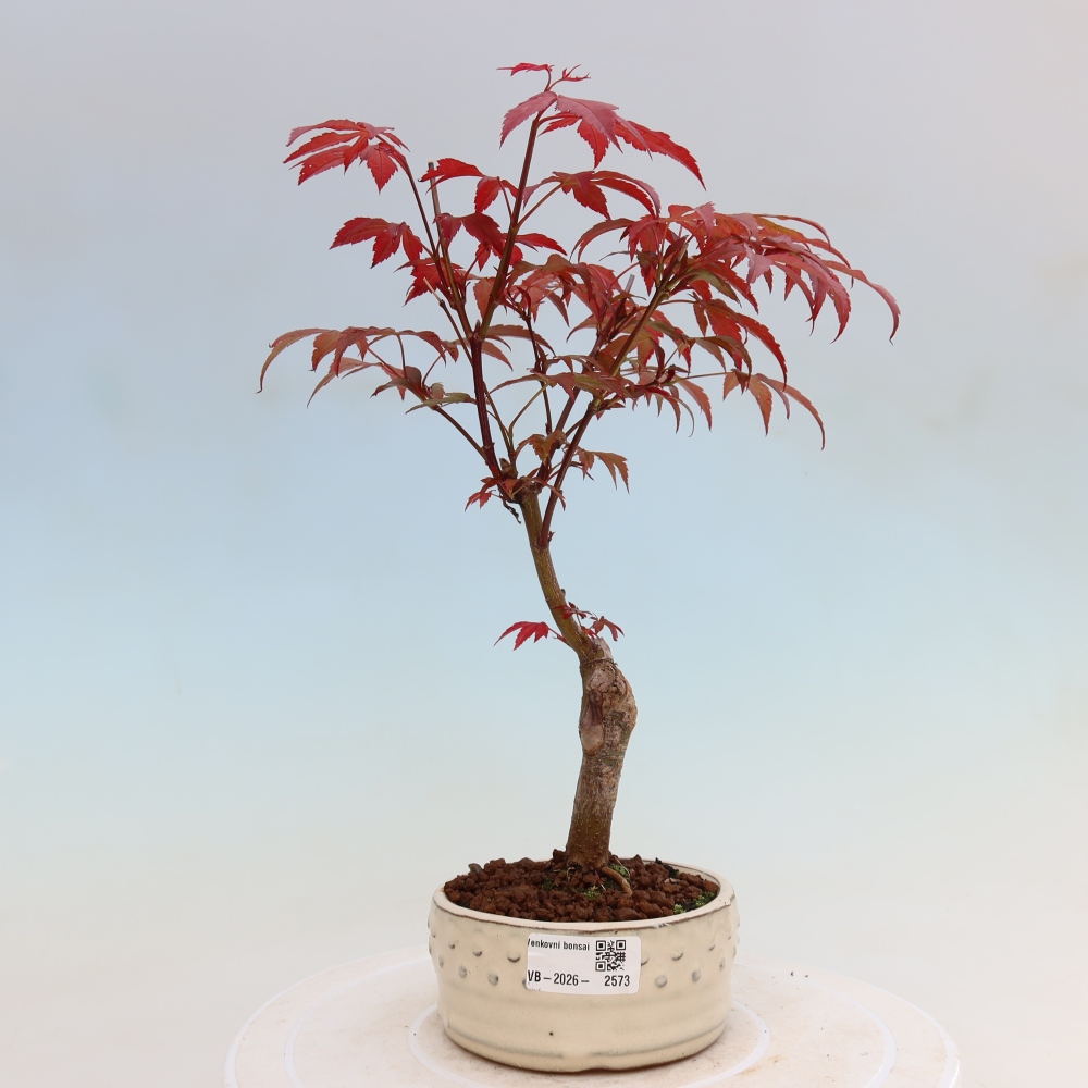 Venkovní bonsai - Acer palm. Atropurpureum-Javor dlanitolistý