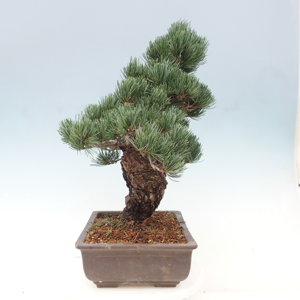 Venkovní bonsai - Pinus parviflora - Borovice drobnokvětá