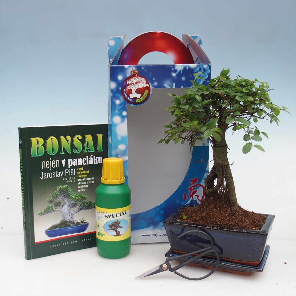 Pokojová bonsai v dárkové krabičce 