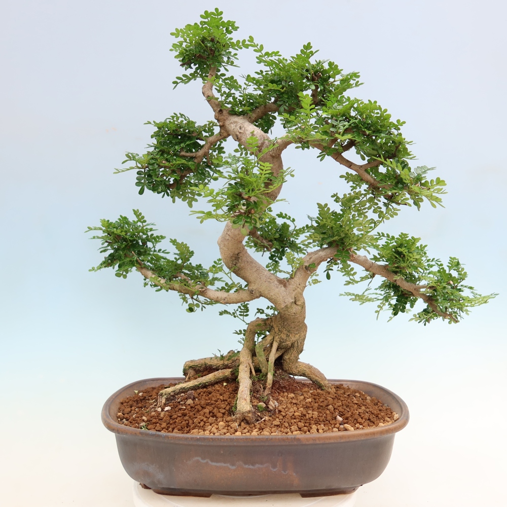 Pokojová bonsai - Zantoxylum piperitum - pepřovník