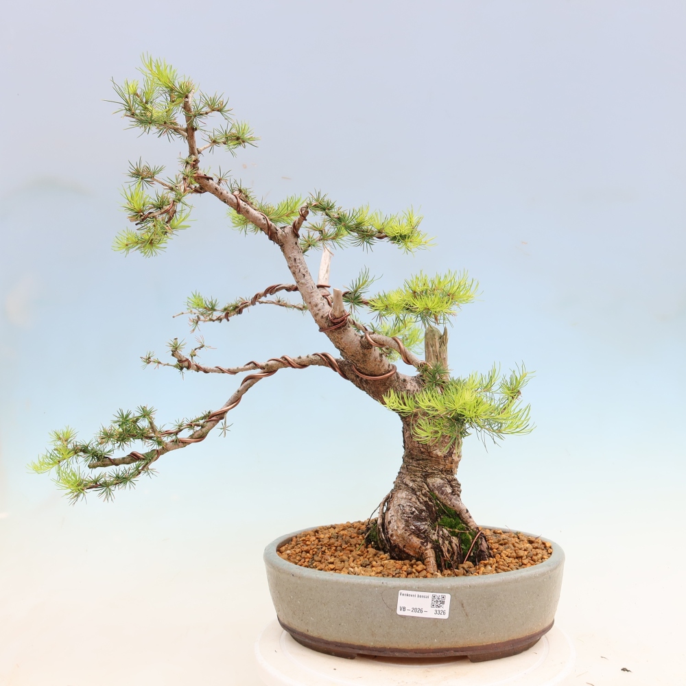 Venkovní bonsai -Larix decidua - Modřín opadavý 