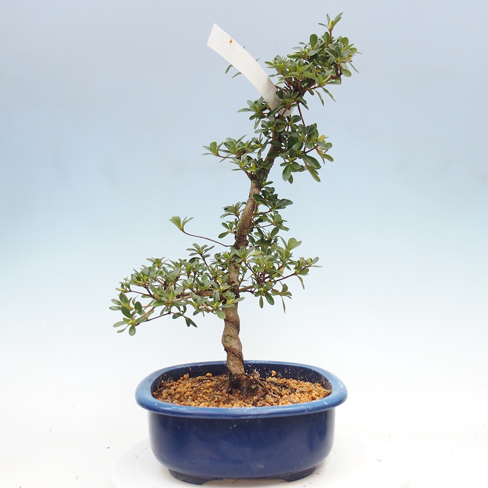 Venkovní bonsai - Japonská azalka - Azalea Asahi-no-izumi