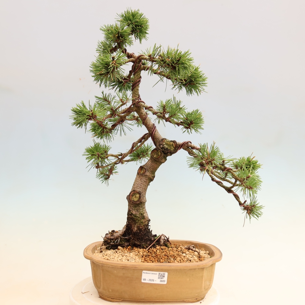 Venkovní bonsai - Pinus mugo Humpy  - Borovice kleč