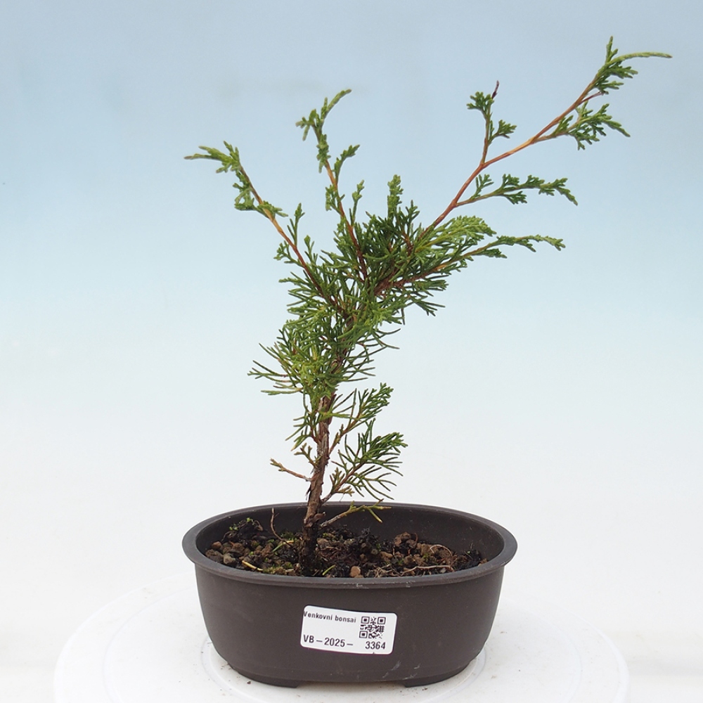 Venkovní bonsai - Juniperus chinensis Itoigawa -Jalovec čínský