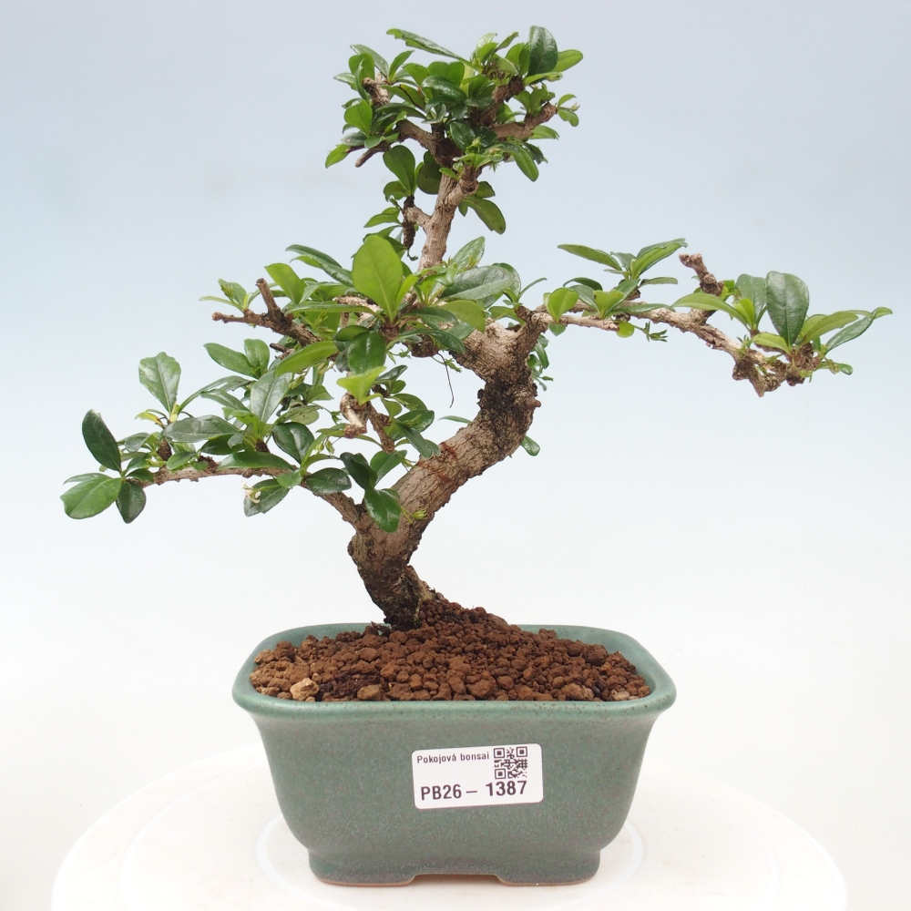 Pokojová bonsai - Carmona macrophylla - Čaj fuki