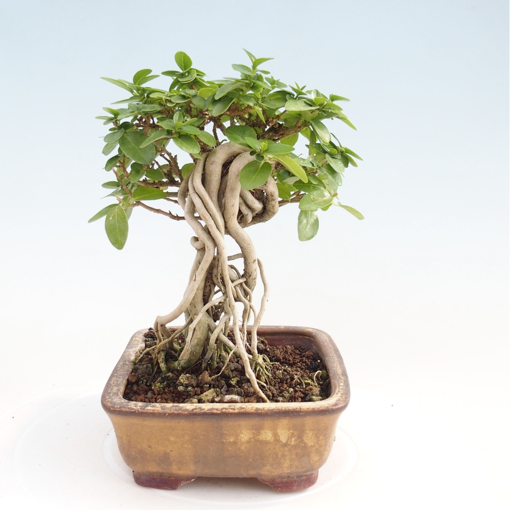 Pokojová bonsai - Premna serratifolia  - Kozlovoň malolistá