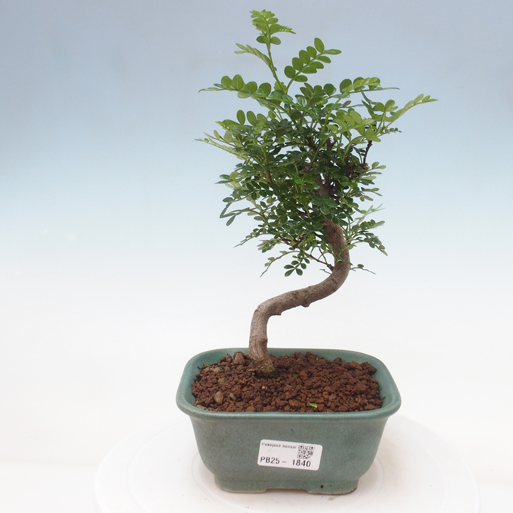 Pokojová bonsai - Zantoxylum piperitum - pepřovník