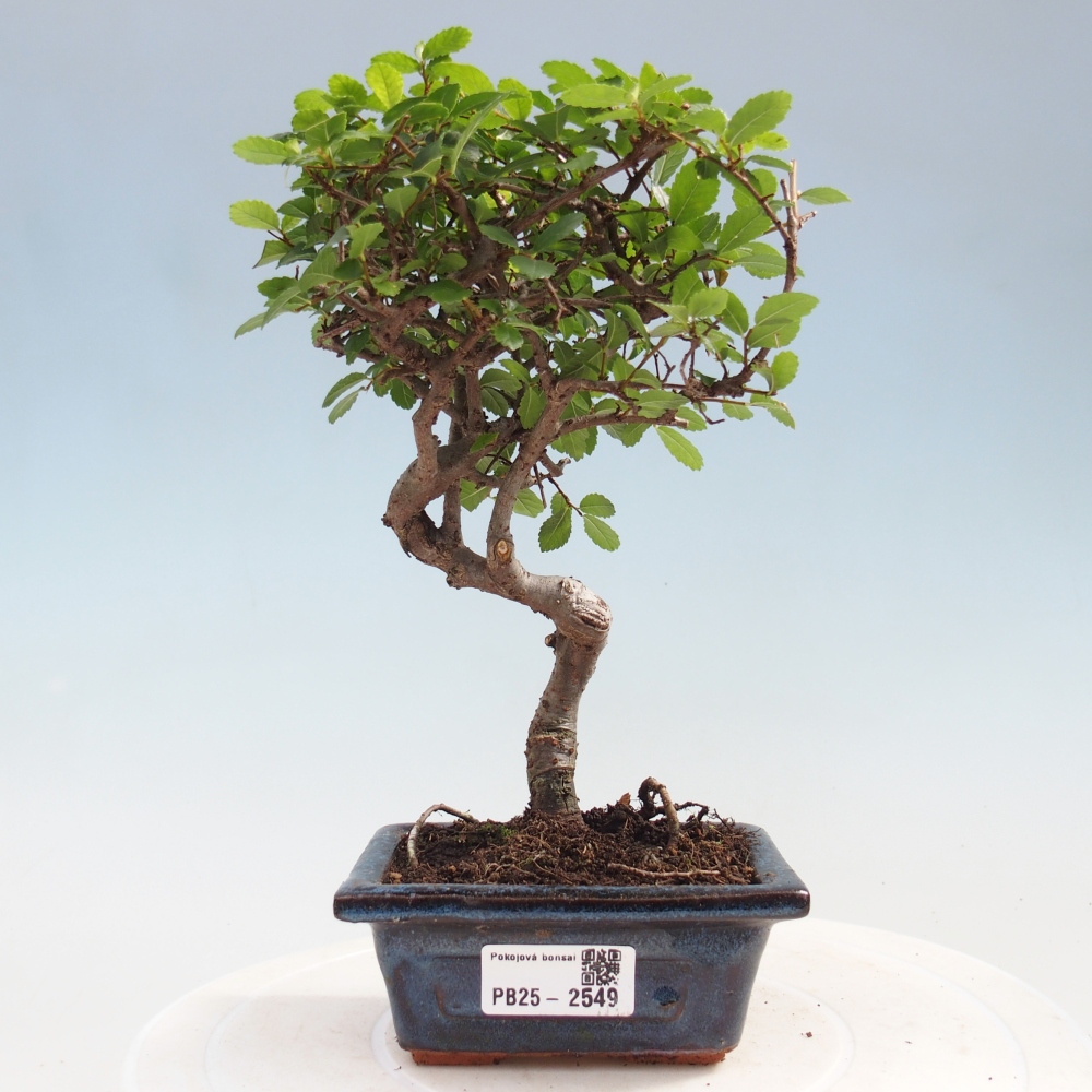 Pokojová bonsai - Ulmus parvifolia - Malolistý jilm