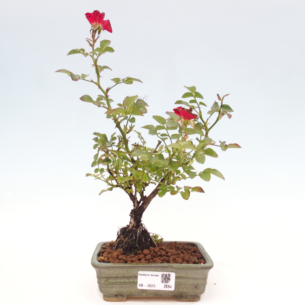 Venkovní bonsai - Rosa Kordes -  růže