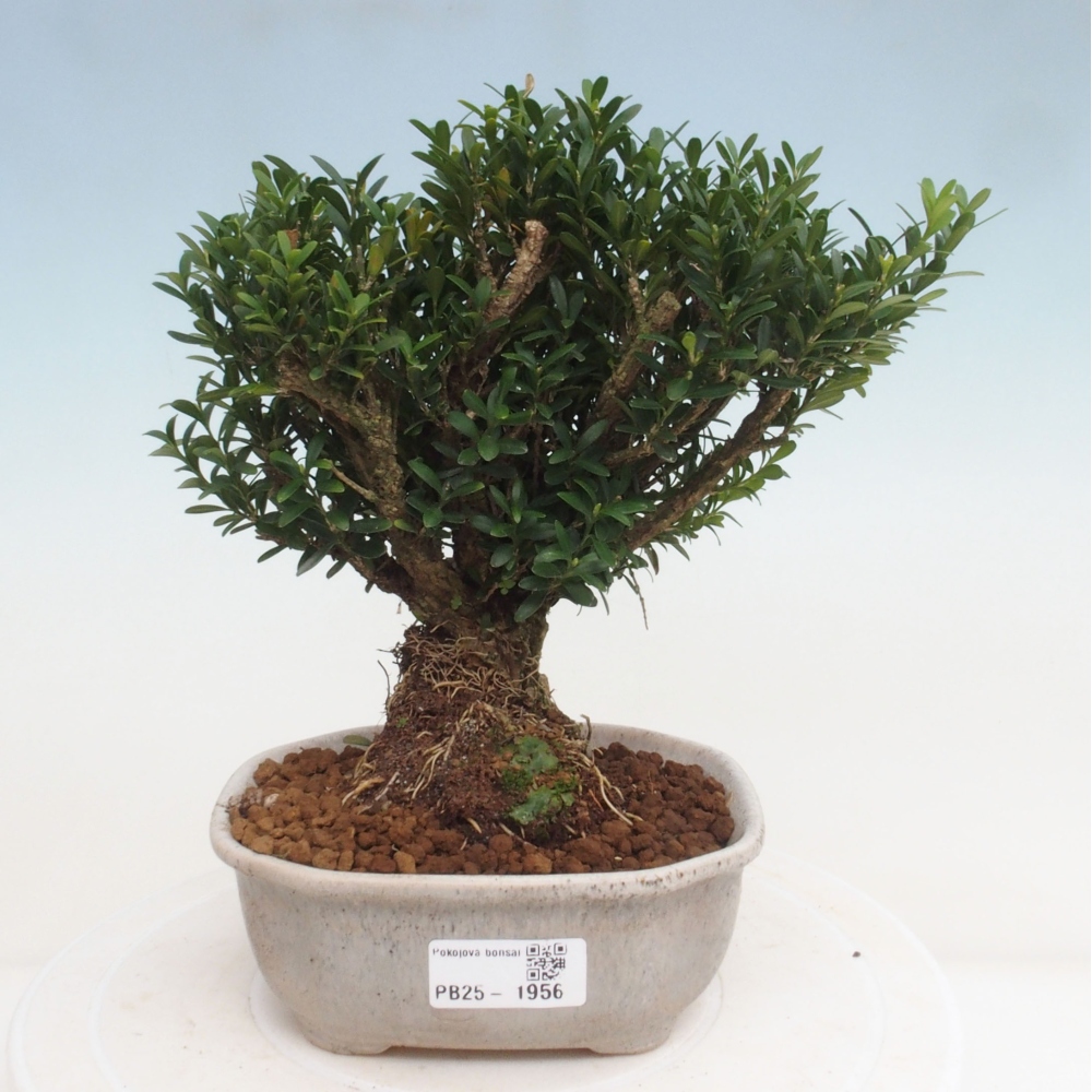 Pokojová bonsai - Buxus harlandii - korkový buxus