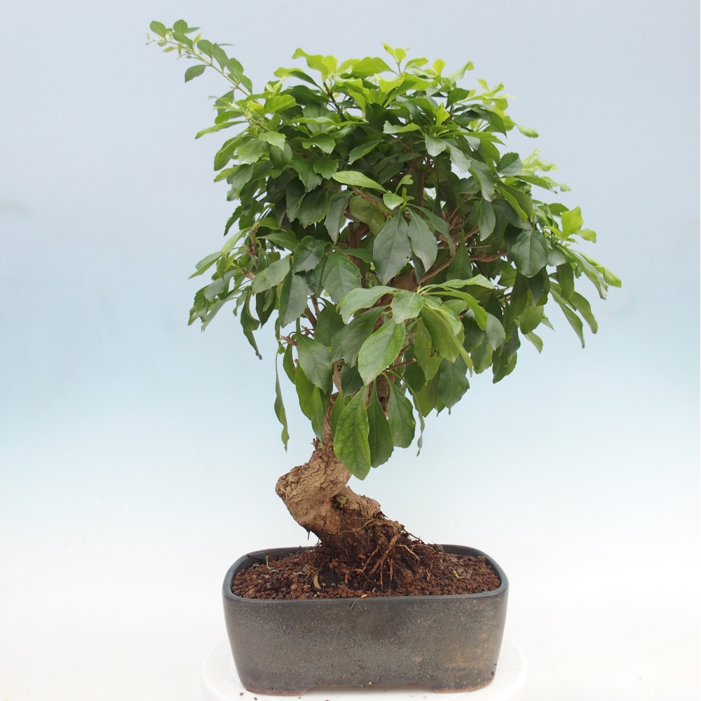 Pokojová bonsai - Duranta  repens -Duranta
