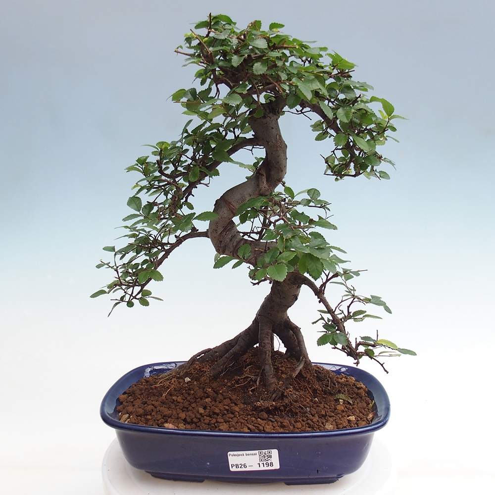 Pokojová bonsai - Ulmus parvifolia - Malolistý jilm