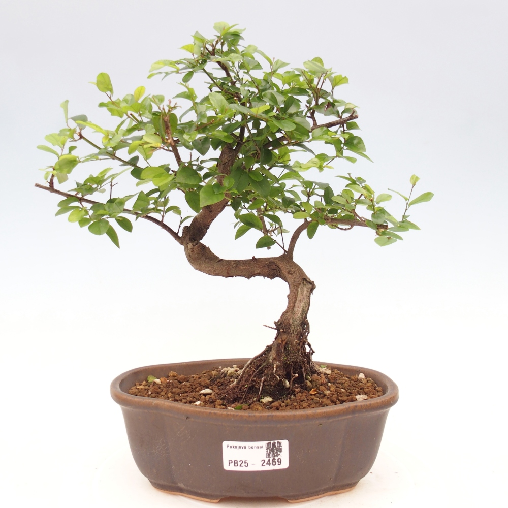 Pokojová bonsai - Sagerécie thea - Sagerécie thea
