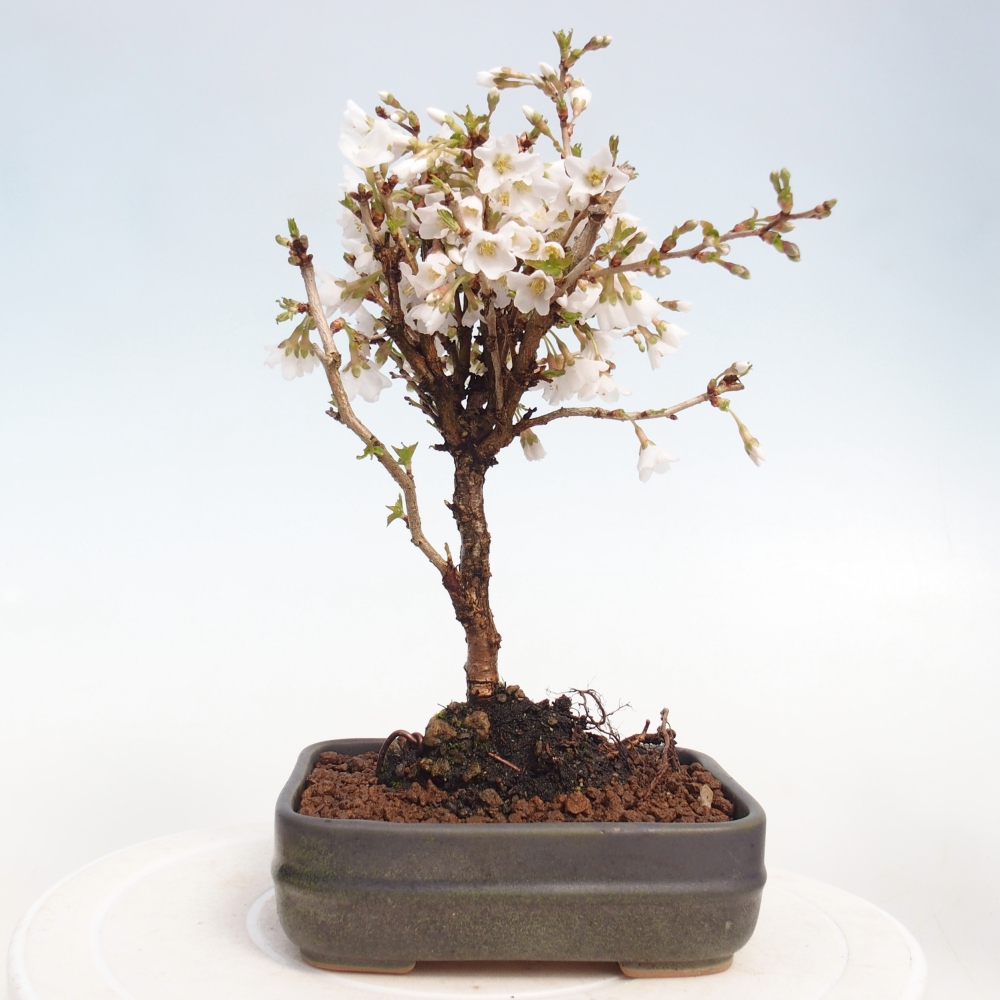 Venkovní bonsai - Prunus incisa Kojou-no mai-Slivoň vyříznutá