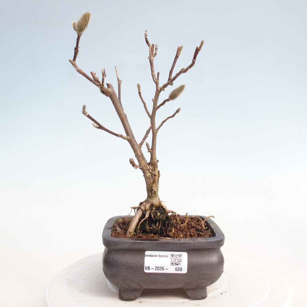 Venkovní bonsai - Magnolia stellata  -  Šácholán hvězdokvětý