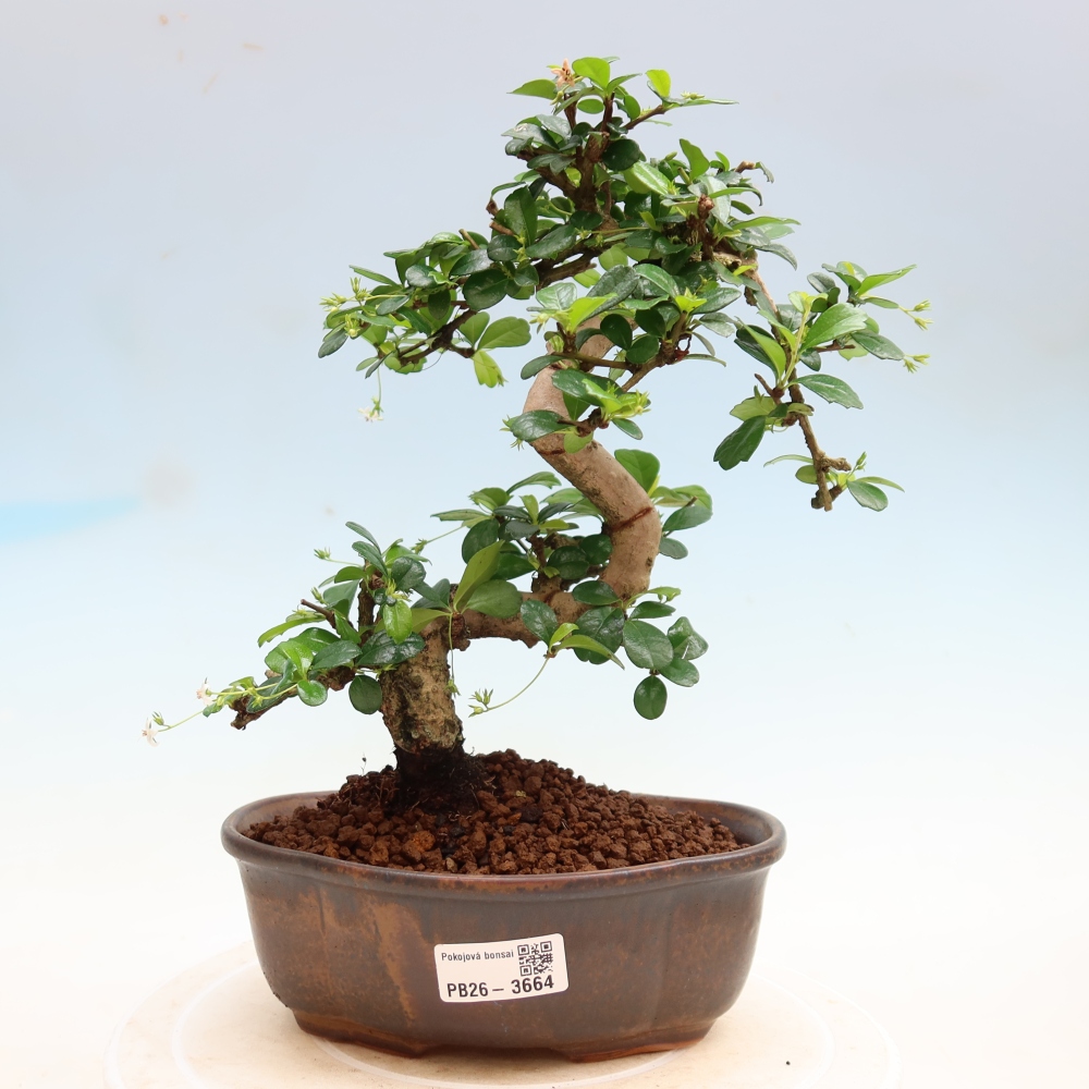 Pokojová bonsai - Carmona macrophylla - Čaj fuki