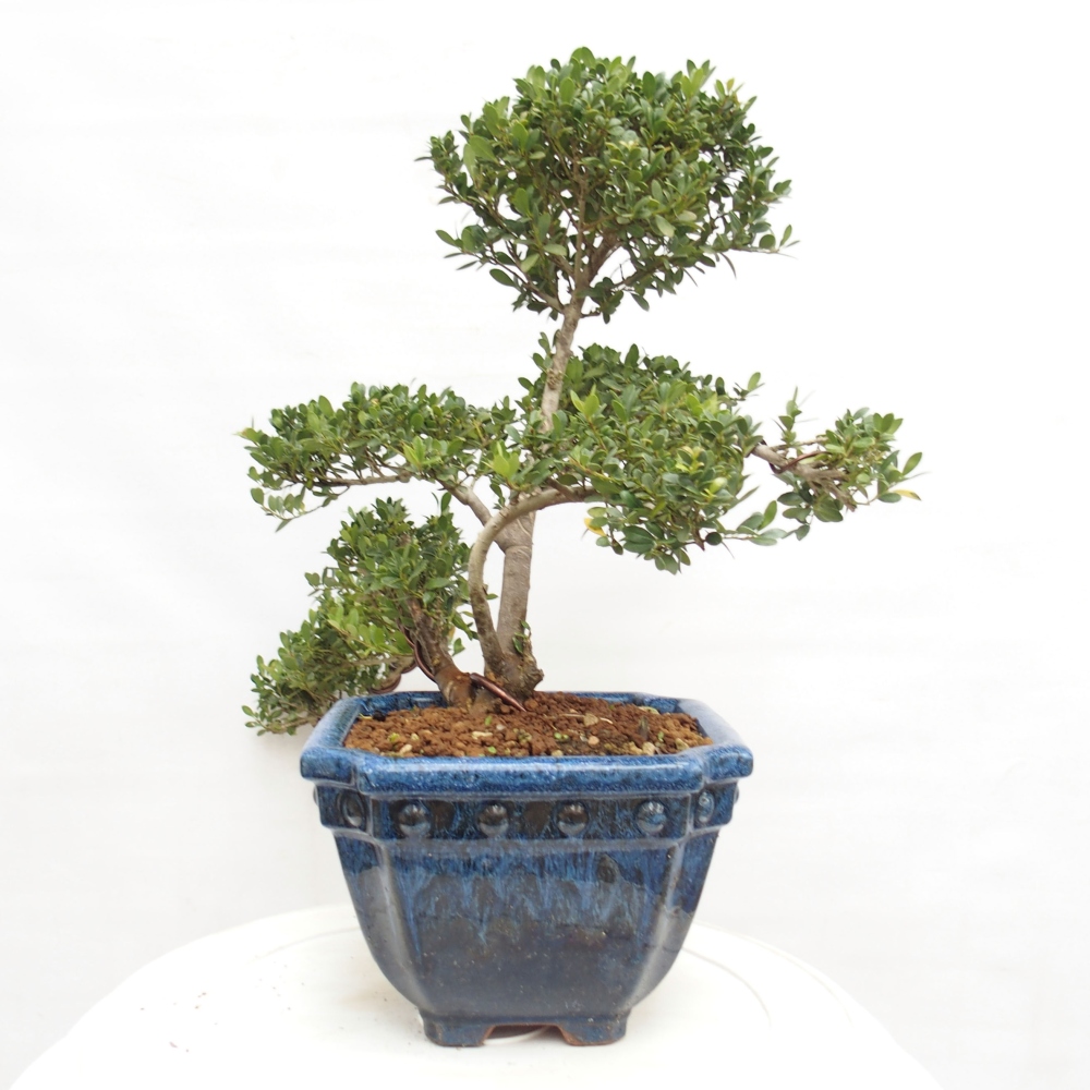 Pokojová bonsai - Ilex crenata - Cesmína