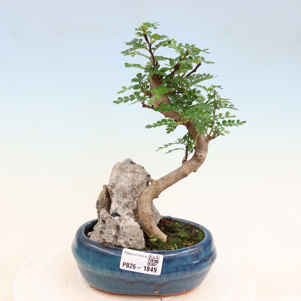 Pokojová bonsai - Zantoxylum piperitum - Pepřovník