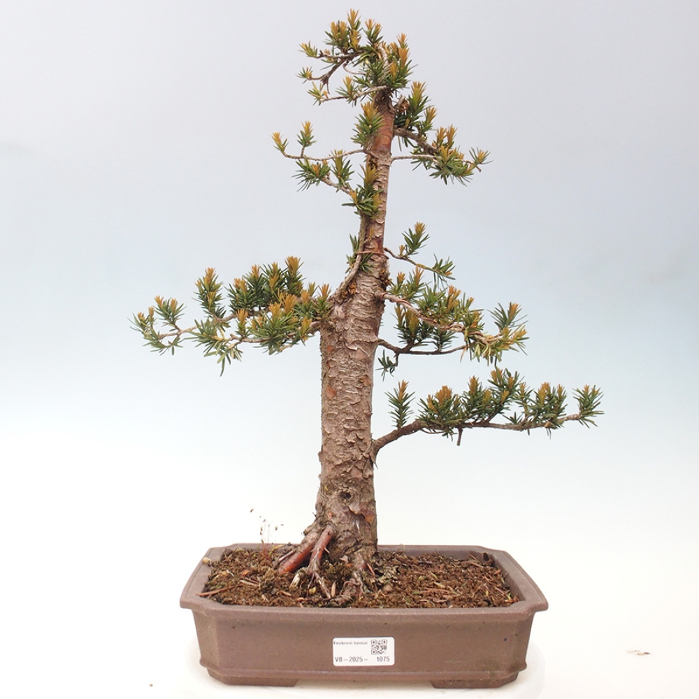 Venkovní bonsai - Taxus cuspidata  - Tis japonský