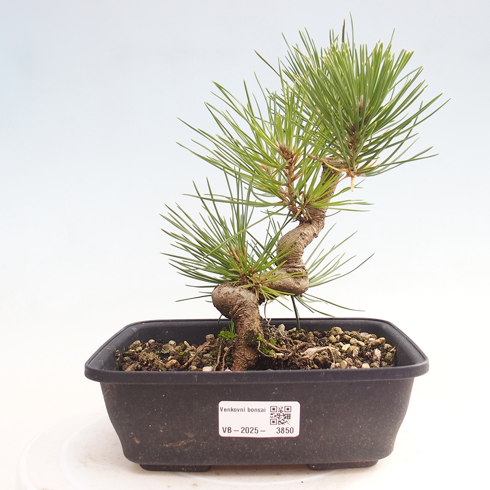 Venkovní bonsai - Pinus thunbergii - Borovice thunbergova