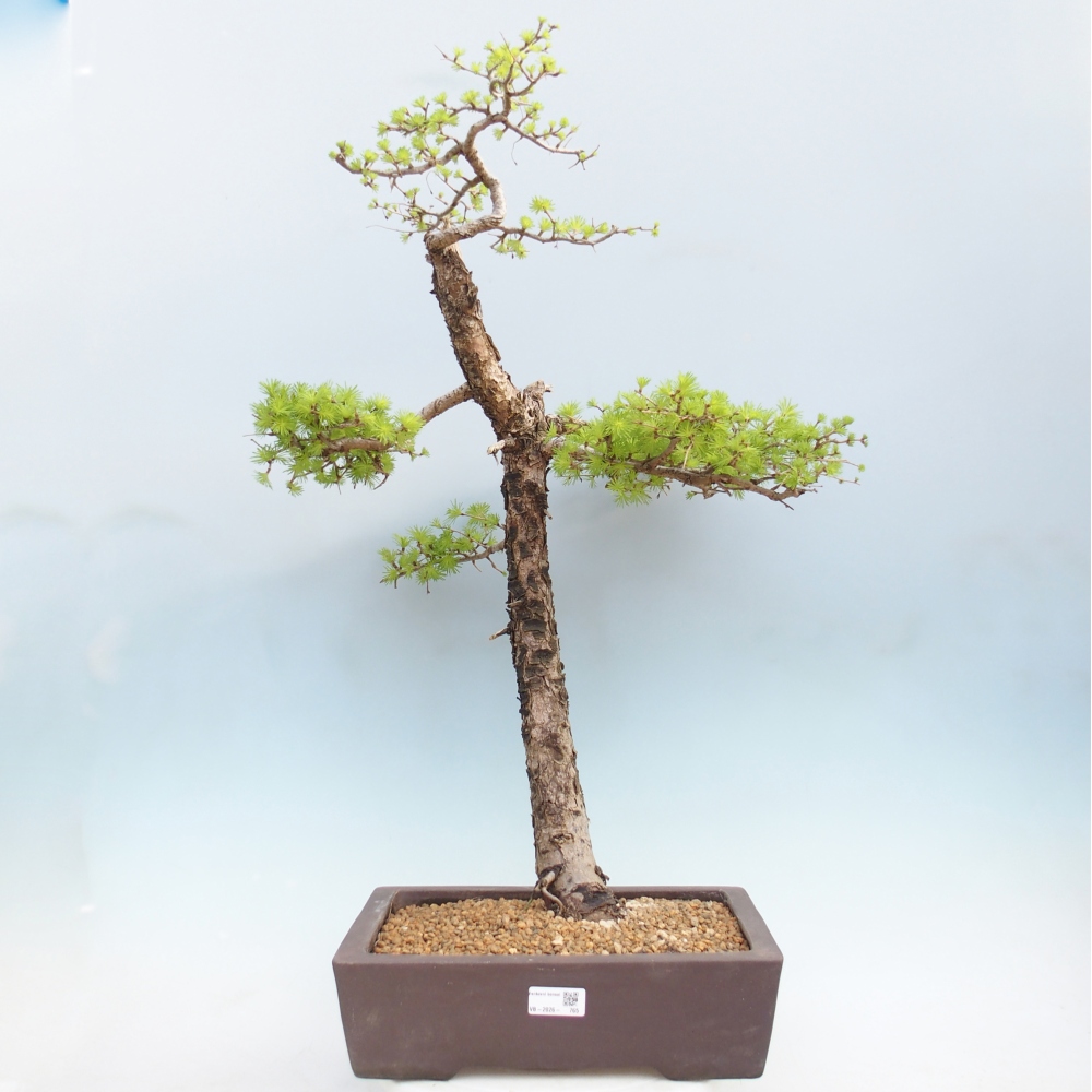 Venkovní bonsai -Larix decidua - Modřín opadavý 