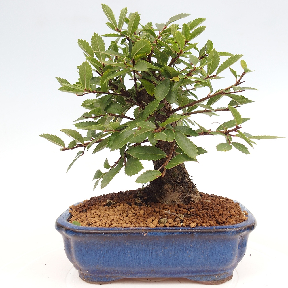 Venkovní bonsai - Zelkova - Zelkova NIRE