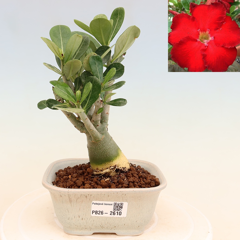 Pokojová bonsai - Adenium obesum Red Star - Pouštní růže