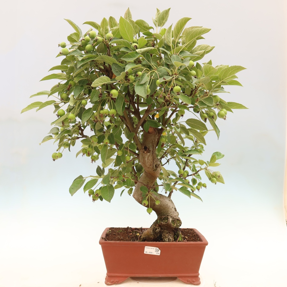 Venkovní bonsai -Malus halliana - Maloplodá jabloň
