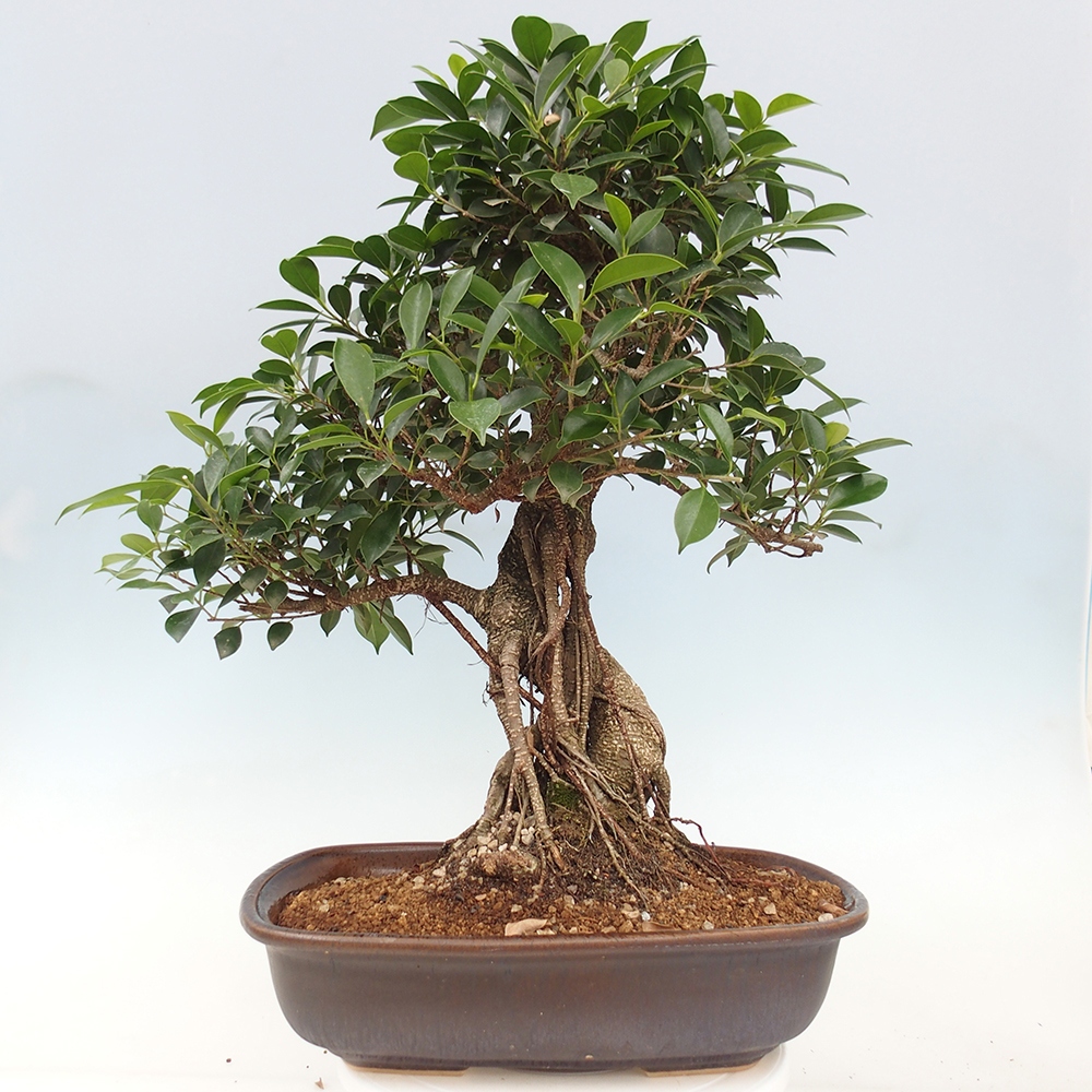 Pokojová bonsai - Ficus kimmen -  malolistý fíkus - POUZE OSOBNÍ ODBĚR nebo paletová přeprava