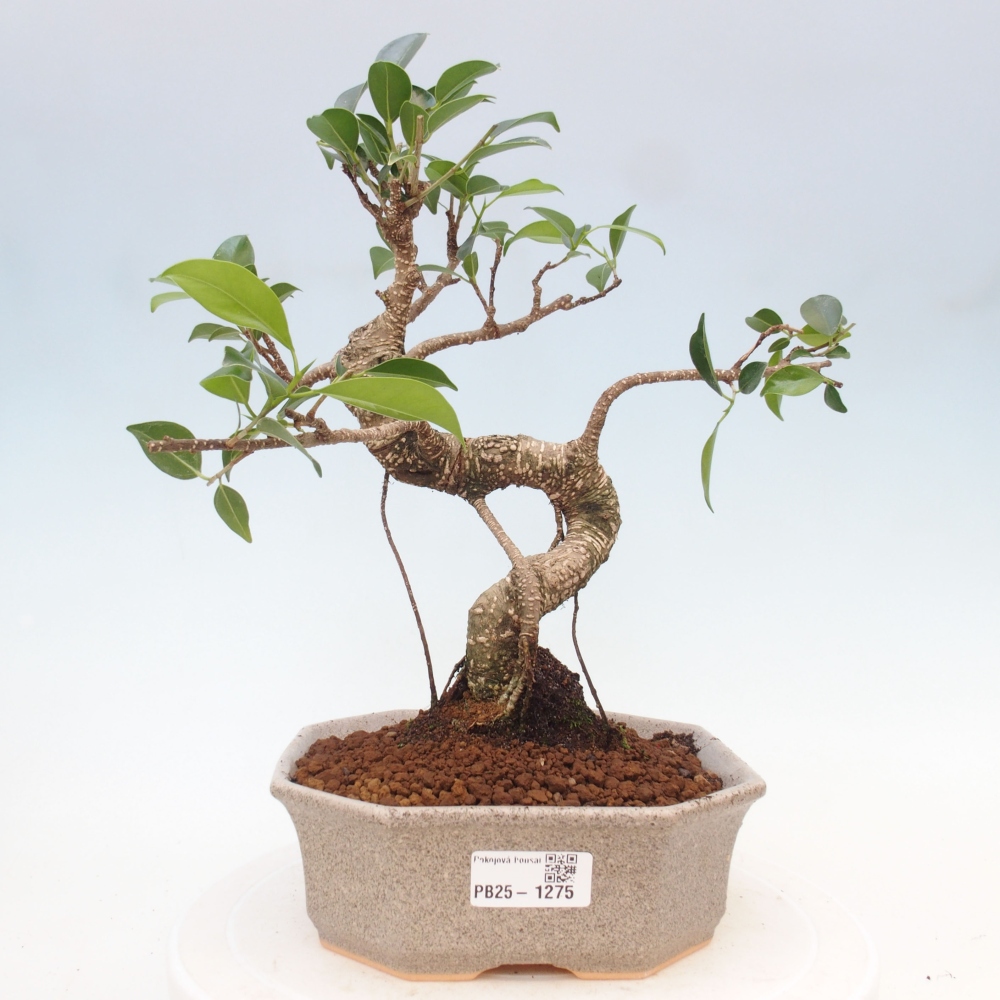 Pokojová bonsai - Ficus retusa -  malolistý fíkus