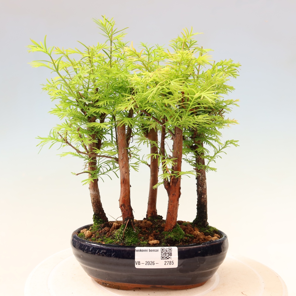Venkovní bonsai - Metasequoia glyptostroboides - Metasekvoje čínská - lesík