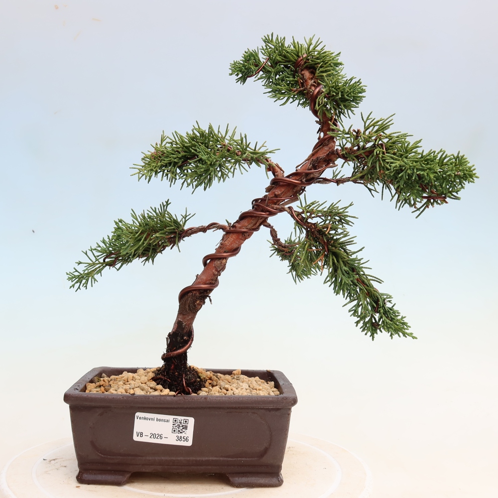 Venkovní bonsai - Juniperus chinensis Kishu -Jalovec čínský