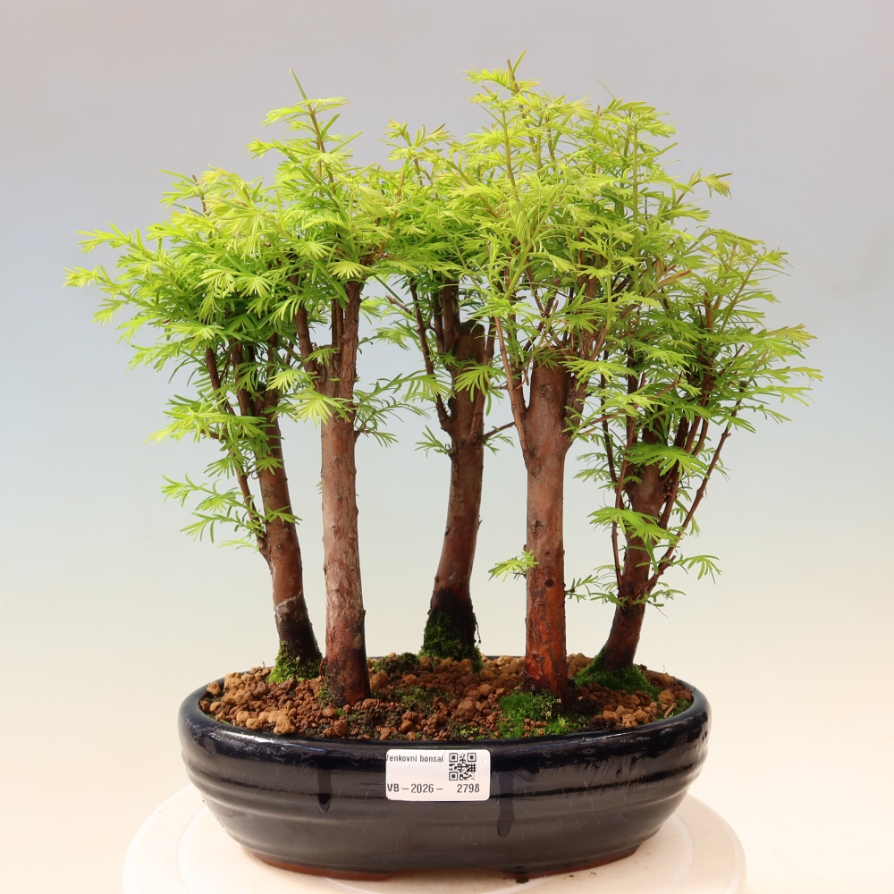 Venkovní bonsai - Metasequoia glyptostroboides - Metasekvoje čínská - lesík